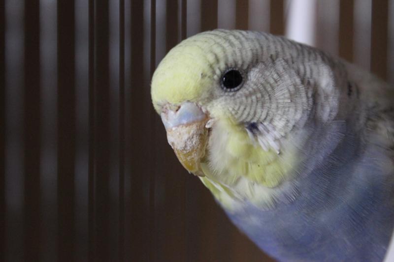Восковица волнистого попугая — индикатор здоровья птицы