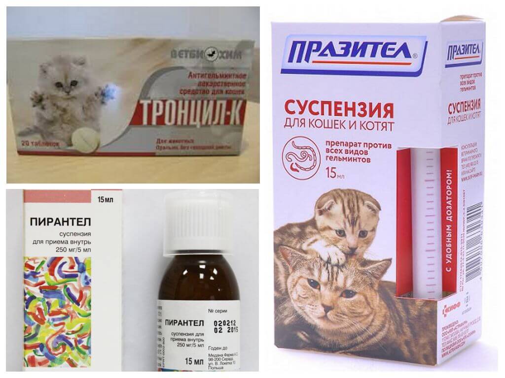 Анализ на яйца глистов. как сдавать кал на я/глист