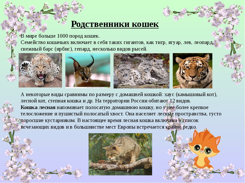 Проект семейство кошачьих 4 класс