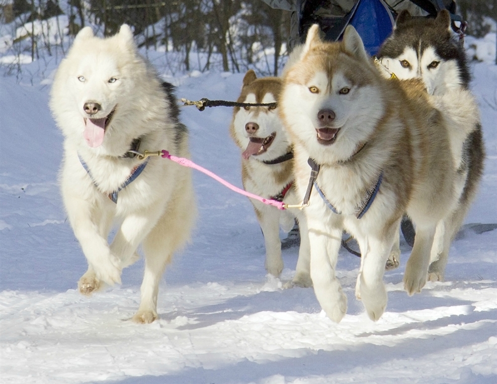 Якутская лайка − фото собаки, характеристика породы, цена щенка