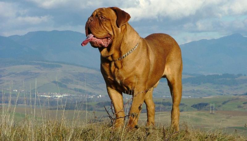Бордосский дог: французский мастиф, описание породы собаки, какой у нее характер, цена, факты и особенности ухода за породой