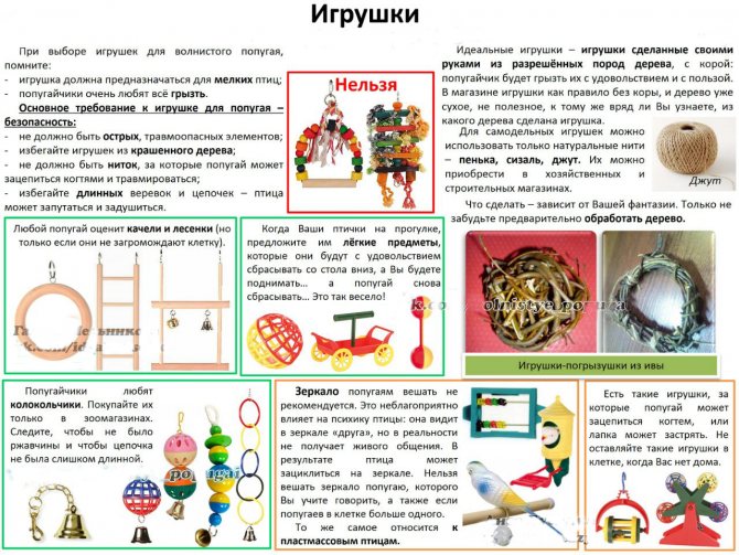 Какие фрукты можно давать волнистому попугаю. их польза и вред
