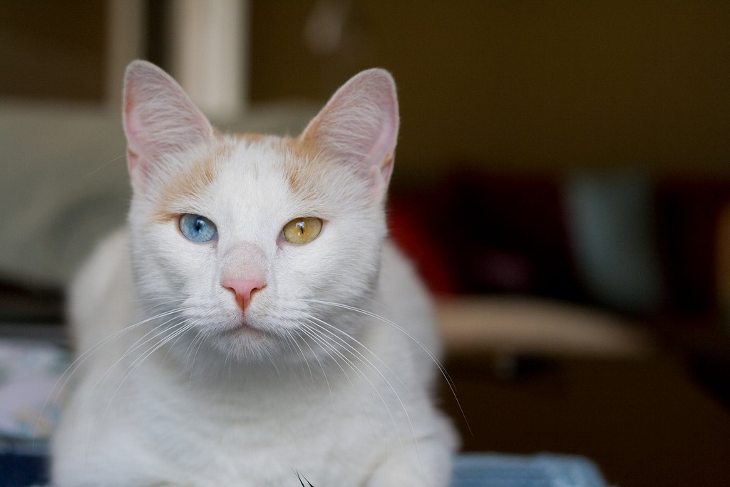 Као-мани: как выглядит порода из сиама, характер, фото и цена редких котят