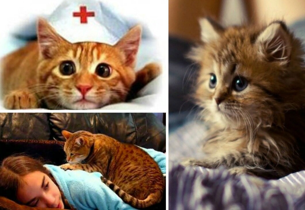 Кошки лекари, или маленькие усатые домашние терапевты