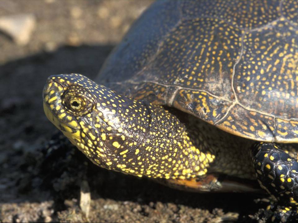 Болотная черепаха: где обитают, как выглядит, размеры, особенности, основные отличия (фото + интересные факты)