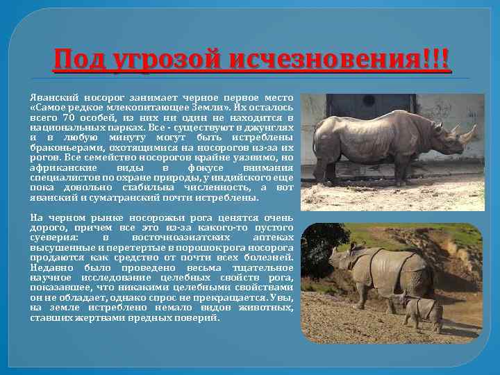 Индийский носорог описание животного