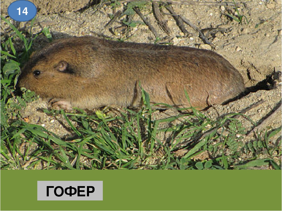 ᐉ грызуны виды с названиями и фото, зверек похожий на крысу - zooshop-76.ru