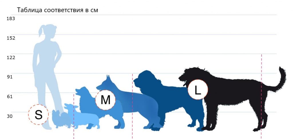 Самые умные породы маленьких собак — рейтинг, описание пород