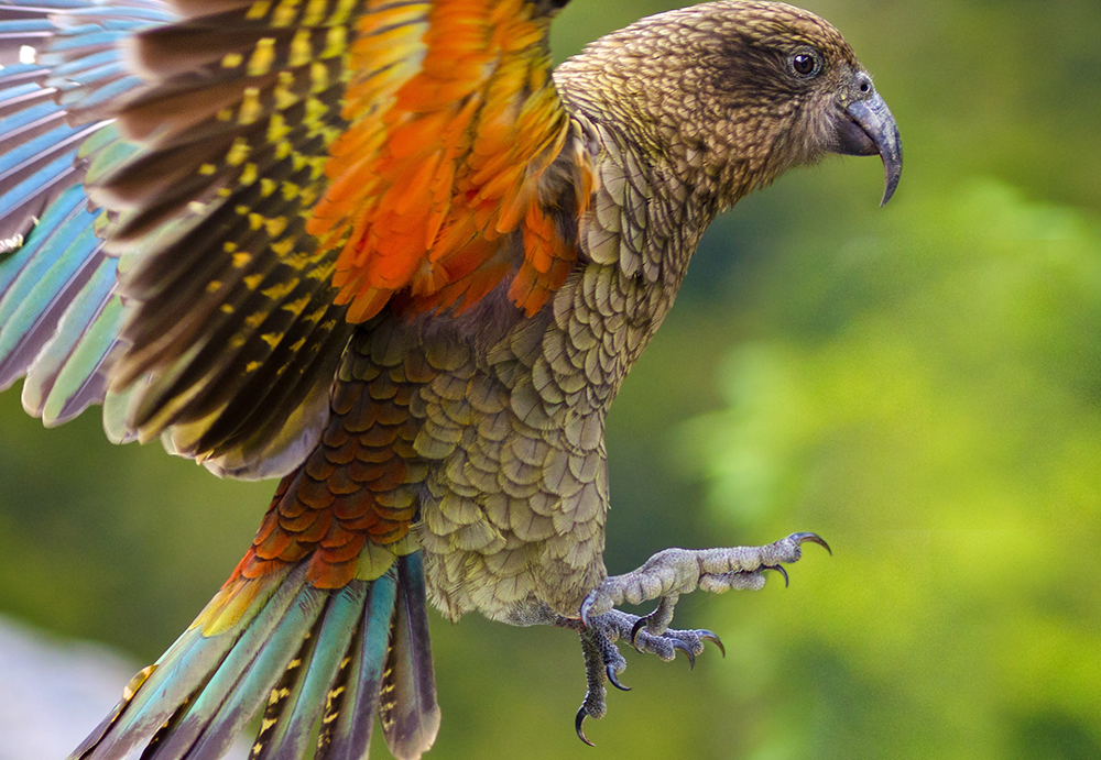 Удивительные факты о попугаях