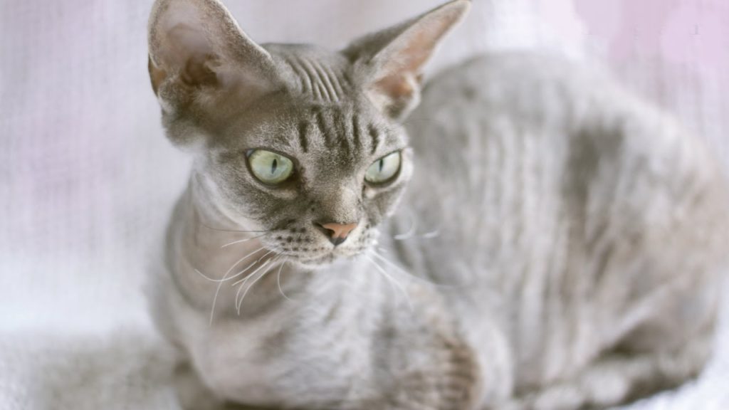 Гипоаллергенные кошки: породы, как правильно выбрать