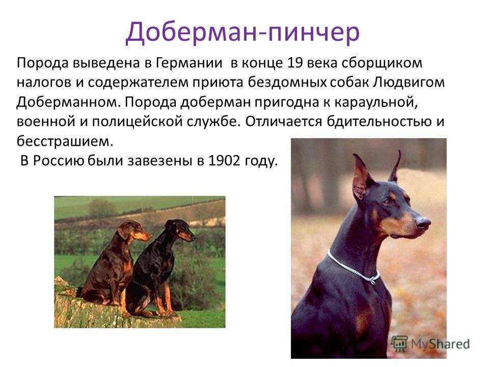 Дворняги: описание беспородных собак и тонкости их выращивания