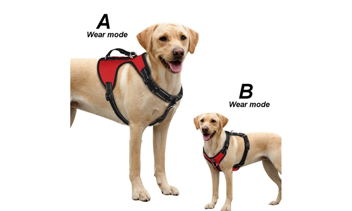 Как правильно одеть шлейку на собаку: пошаговая инструкция, фото