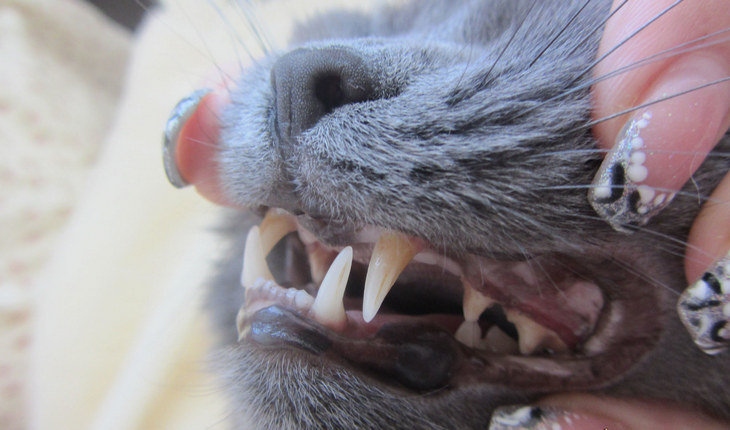 Заболевания зубов у кошек. причины и симптомы. профилактика болезней.