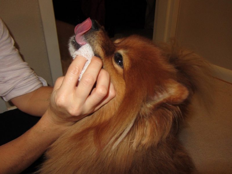 Как избавиться от запаха собаки: советы и рекомендации по уборке