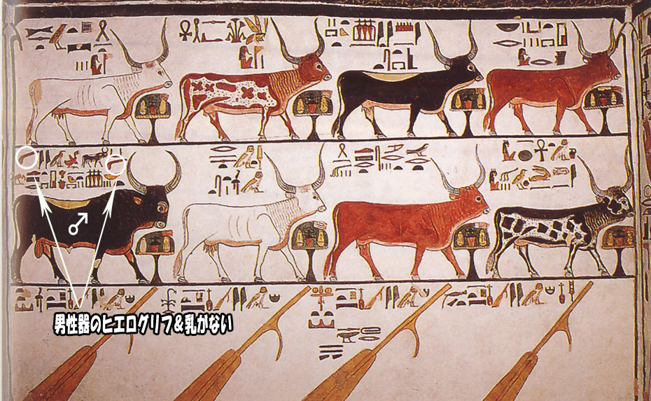 Священные животные в древнем египте: кошки, мангусты, скарабеи, сокол