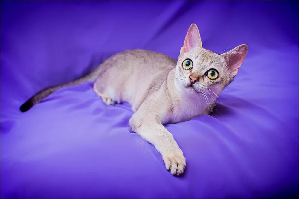 Сингапурская кошка: описание породы с фото — pet-mir.ru