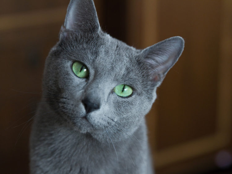 Фото кошек с большими глазами с названиями и описанием