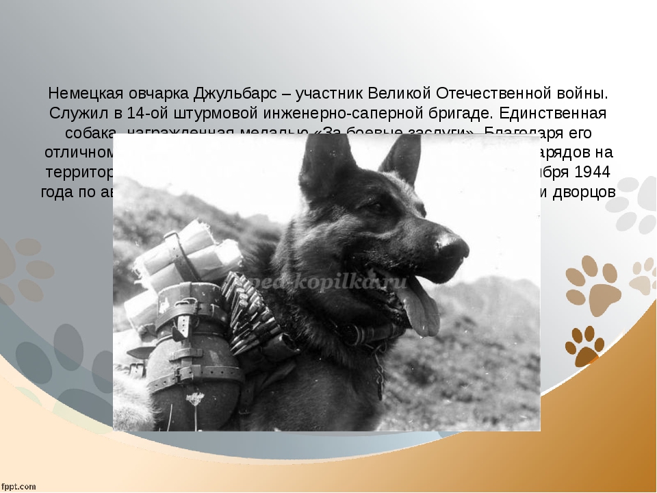Четвероногие бойцы: как собаки служили в войсковой разведке – warhead.su