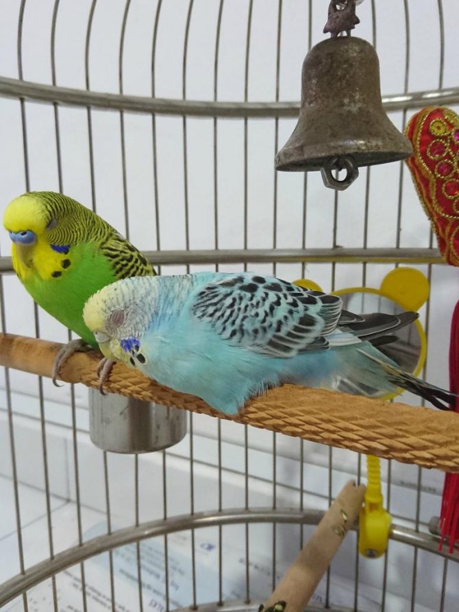 Правильные условия и режим сна для волнистых попугаев