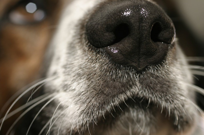 Собака гадит дома: как отучить взрослую собаку или щенка
