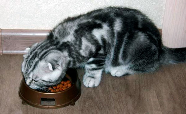 Чем кормить шотландских кошек советы ветеринаров (видео)
