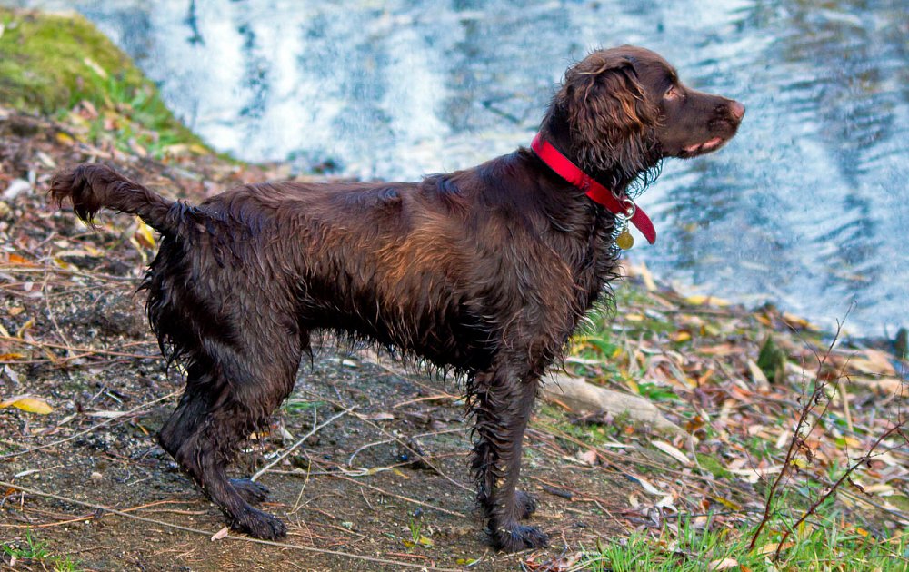 Русский охотничий спаниель: все о собаке, фото, описание породы, характер, цена