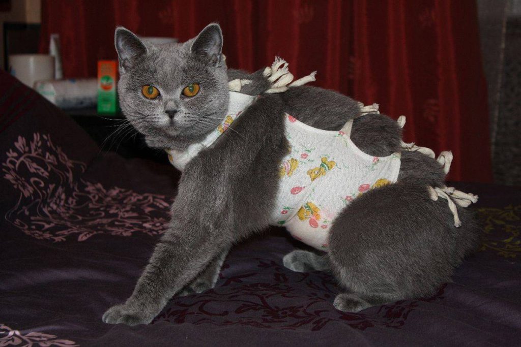 Попона для кошки — важный элемент гардероба для защиты домашнего любимца
