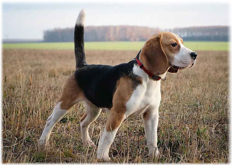 Бигль собака: фото как выглядит порода, характеристики взрослого питомца и щенка, а также какие бывают разновидности