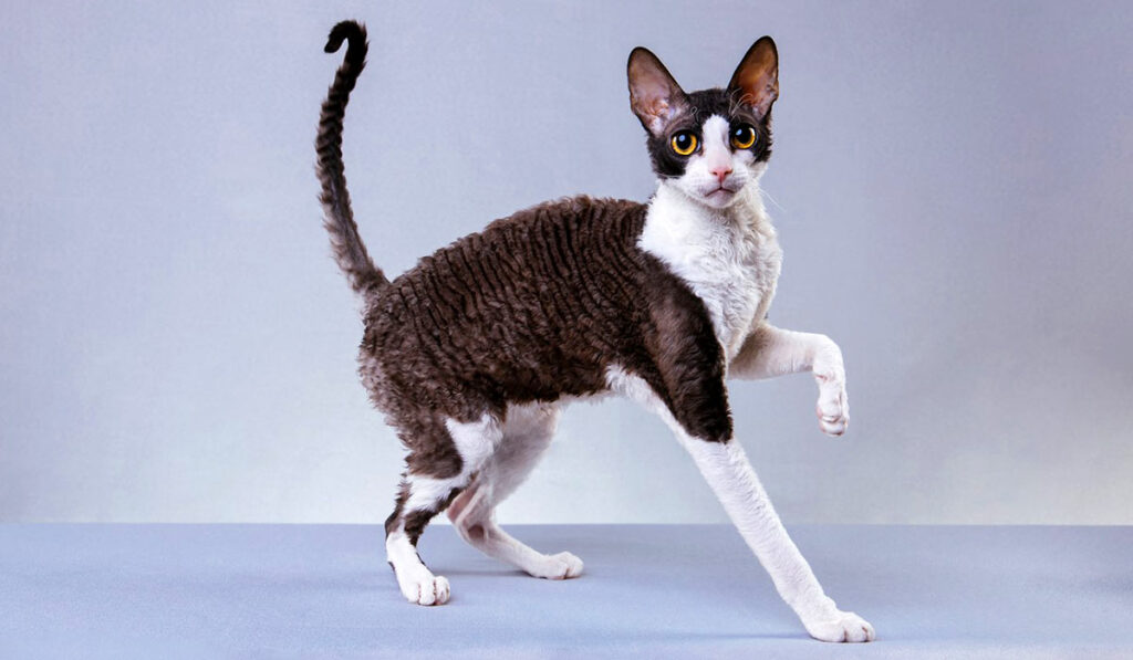 Корниш-рекс — порода кошки