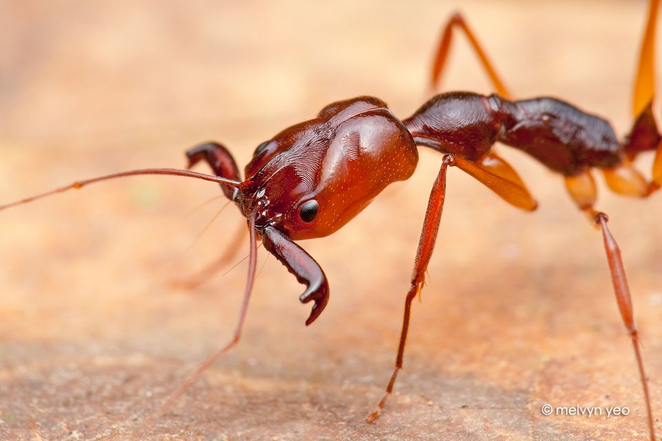 Род odontomachus — муравьи-капканчики