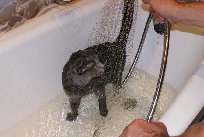 Почему кошки и коты боятся воды? страх перед водой: правда или миф?