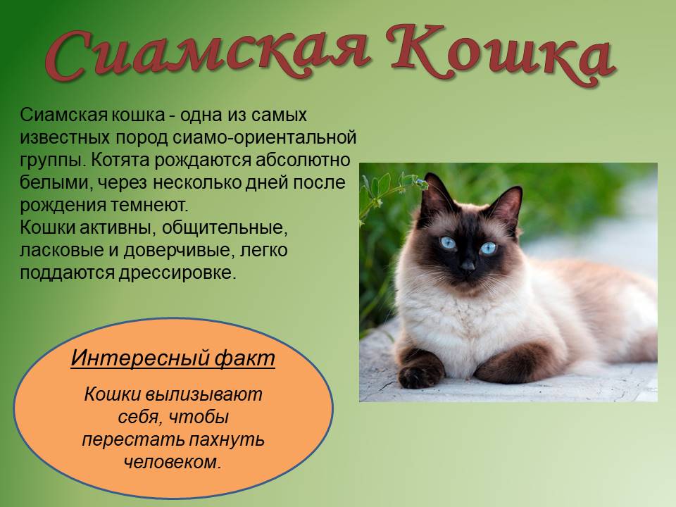 День кошек (день кота). как отмечают в разных странах. интересные факты о кошках.