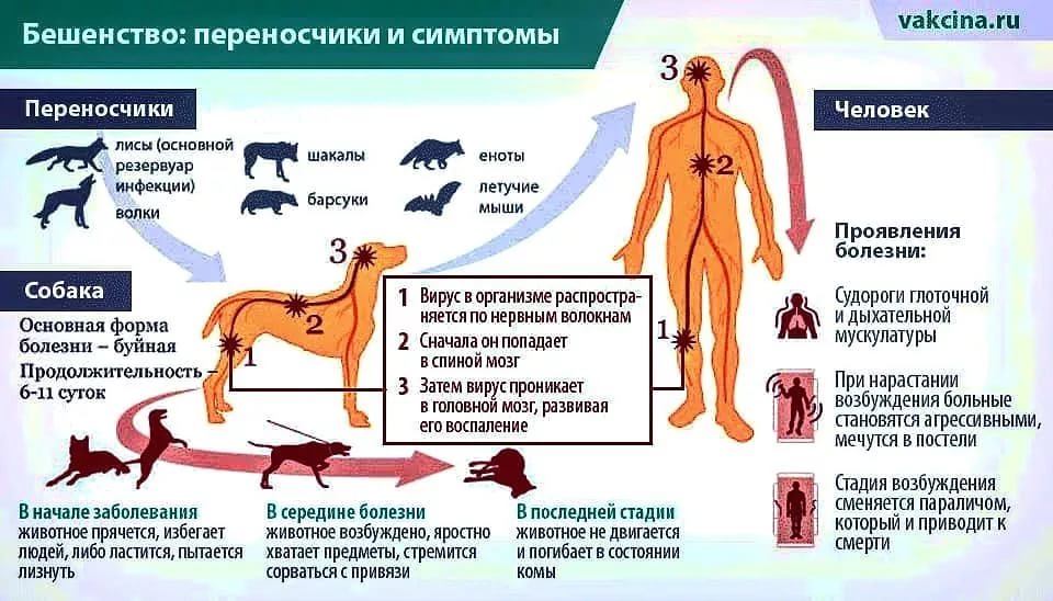 Собака, человек и заразные болезни