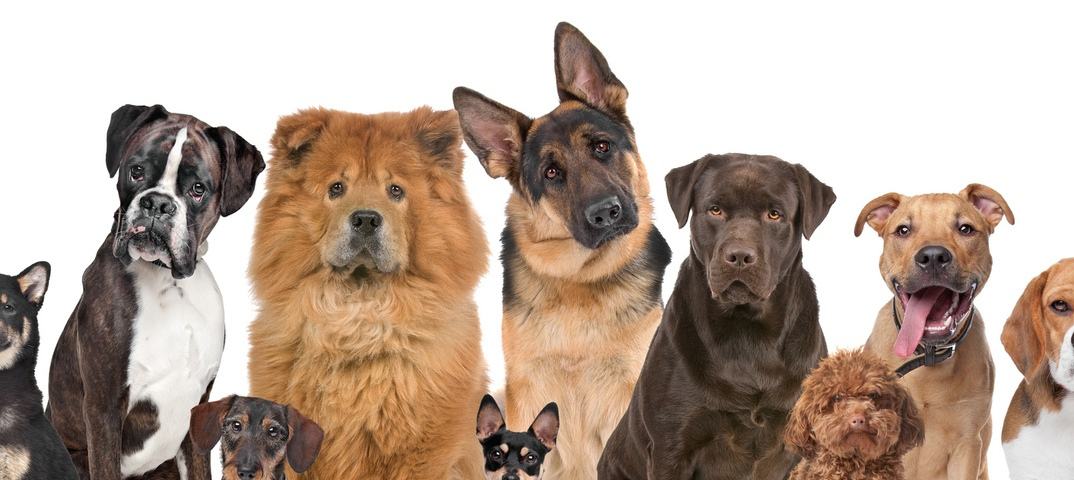 Лучшие породы собак для неопытных владельцев, топ-10 рейтинг пород