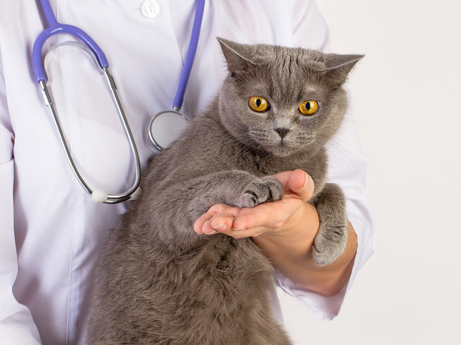 Какие кошки лечат болезни людей