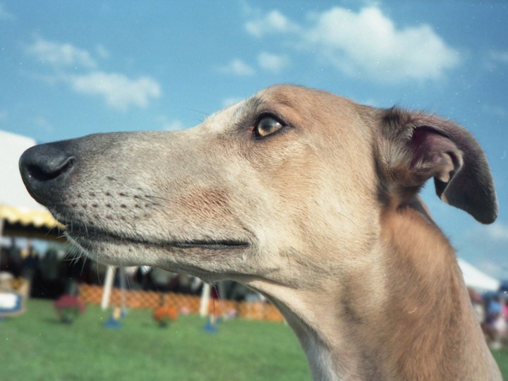 Собака грейхаунд: фото, описание породы и отзывы охотников