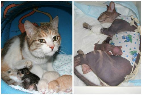ᐉ может ли кошка родить одного котенка, кот рожает - zoomanji.ru