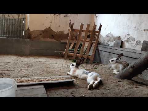 Разведение кроликов дома - люблю хомяков