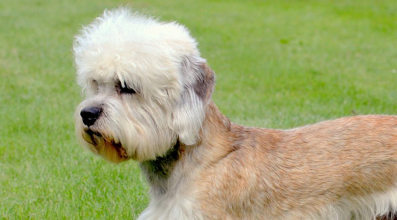 Денди динмонт терьер: 90 фото и видео примеры содержания собаки в домашних условиях