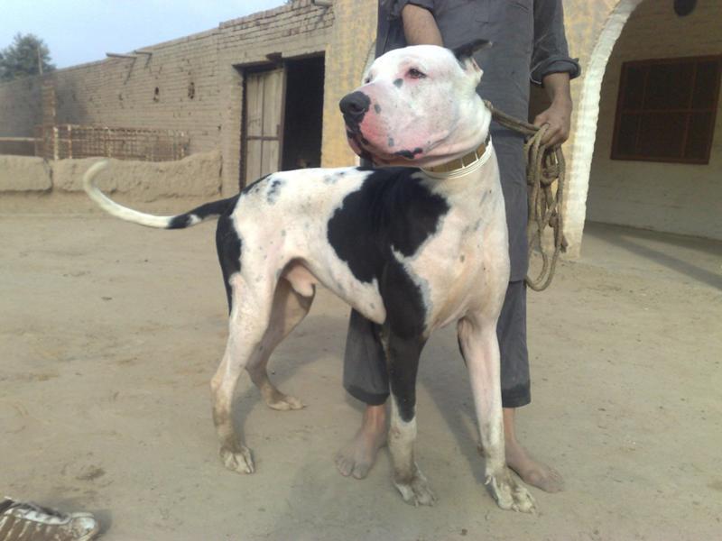 Гуль-донг, пакистанский бульдог, бойцовская порода собак, экстерьер, условия содержания