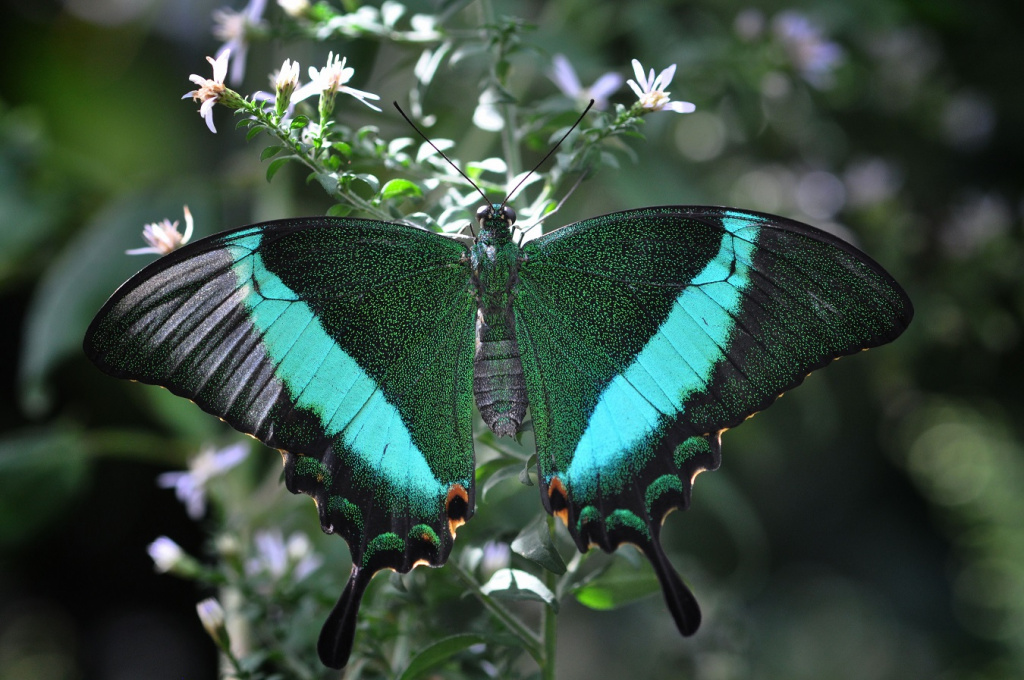 Самые красивые бабочки в мире: фото с названиями