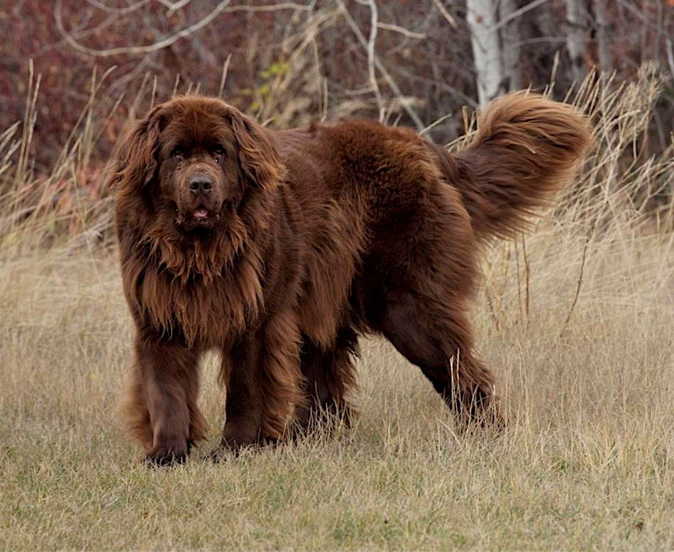 Породы больших собак: название, фото и основные характеристики