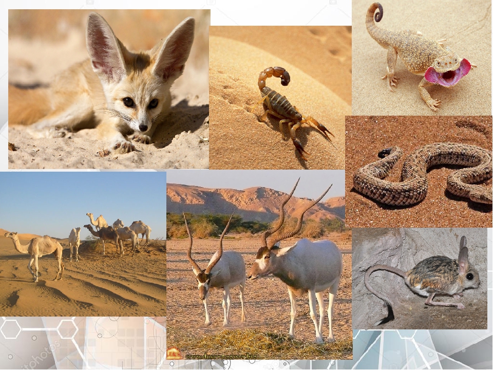 Животные в пустыне