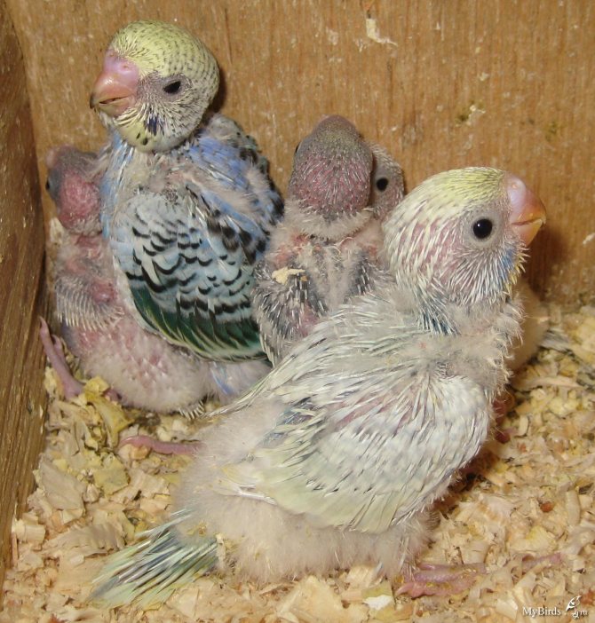Каким кормом нужно кормить птенцов волнистых попугаев
