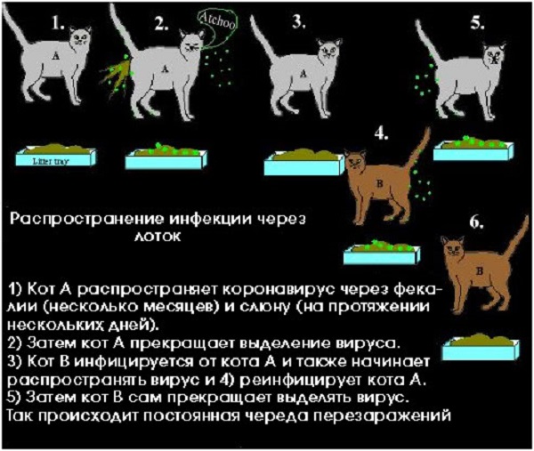 Гастроэнтерит у собак и кошек — симптомы и лечение заболевания