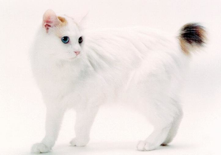 Курильский бобтейл: все о кошке, фото, описание породы, характер, цена