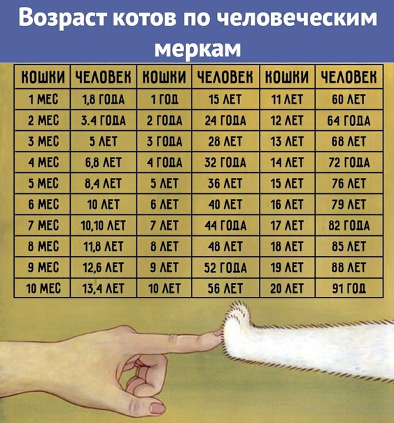 Возраст кошки по человеческим меркам - таблица. сопоставление возраста кошки и человека