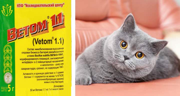 Инструкция ветеринарного препарата ветом 11 для кошек