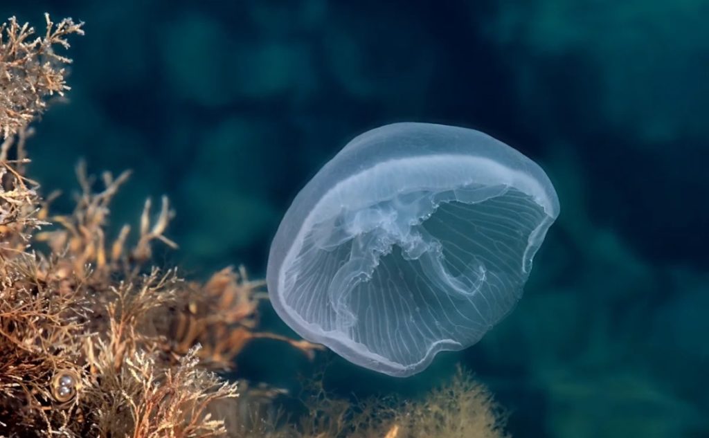 Медузы черного моря 2021