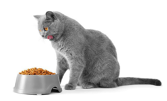 Чем кормить кошек британской породы в домашних условиях